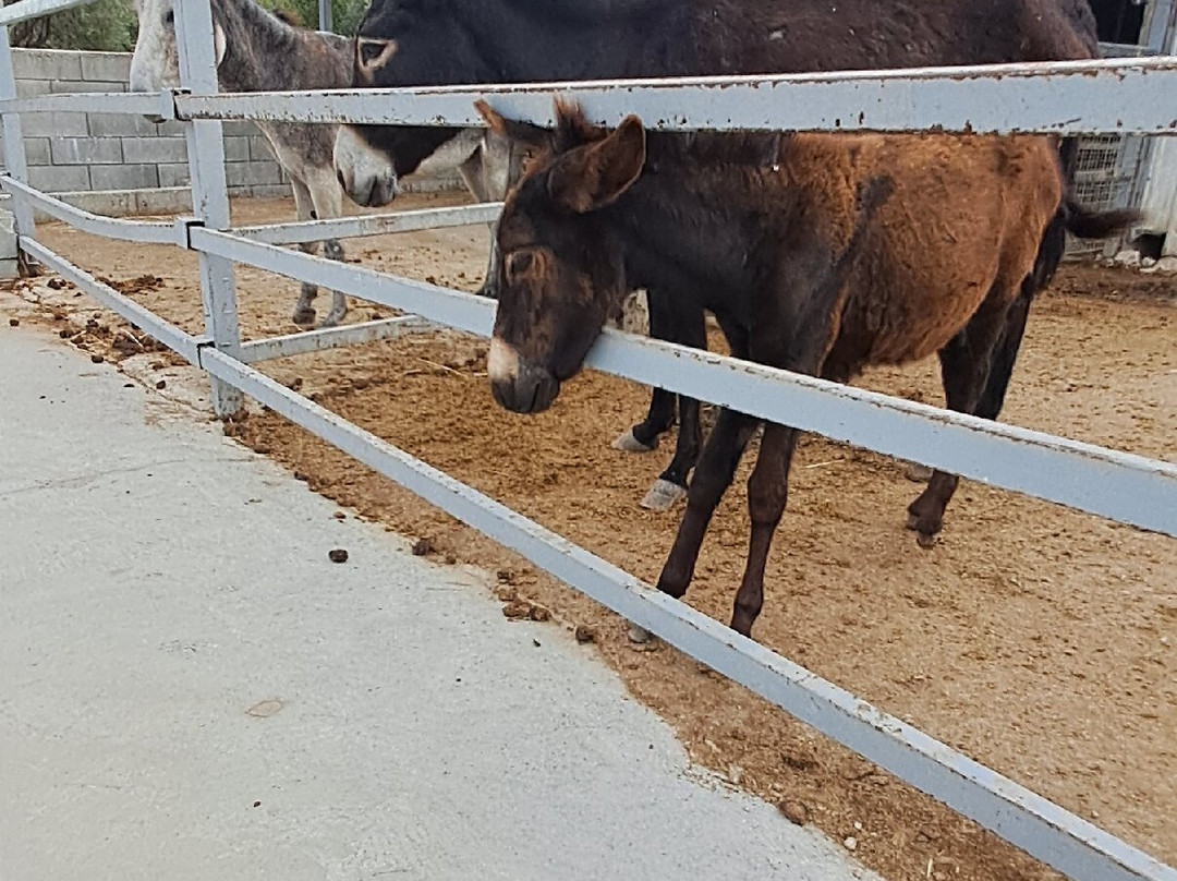Golden Donkeys Farm-Skarinou必去景点