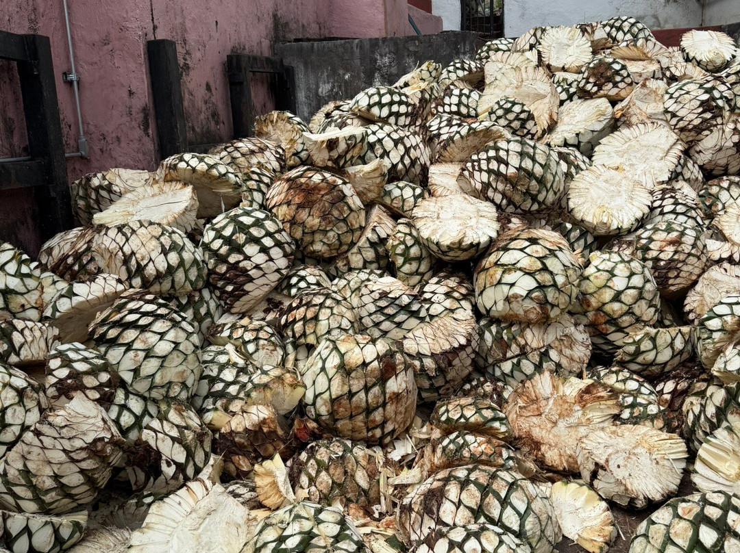 Tequila Fortaleza-特基拉必去景点