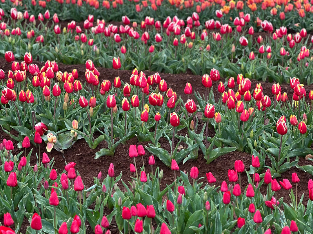 Table Cape Tulip Farm-温耶德必去景点