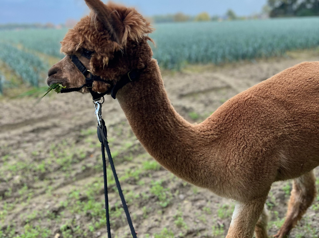 Alpacaboerderij Hertingshof-Hunsel必去景点