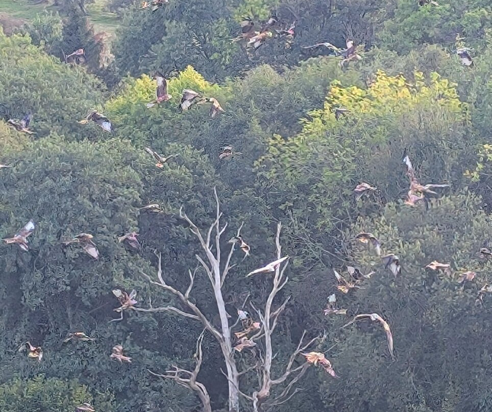 Gigrin Farm Red Kite Feeding Centre-Rhayader必去景点