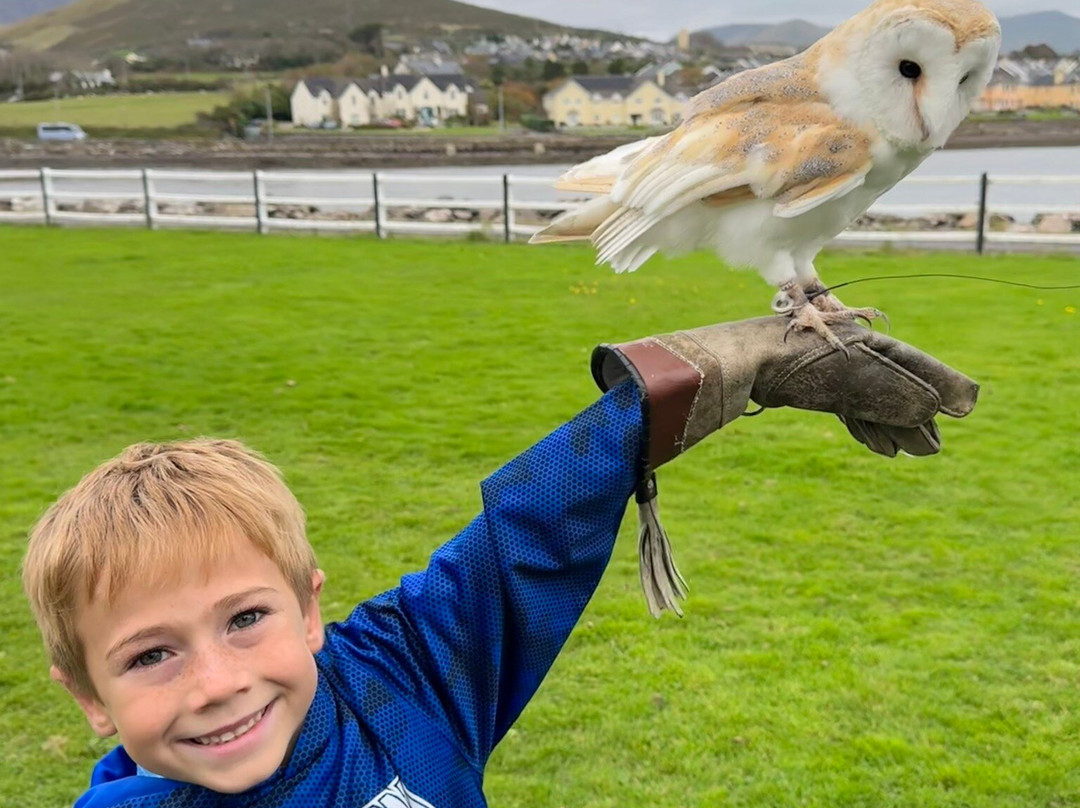 Kingdom Falconry - Dingle-丁格尔必去景点