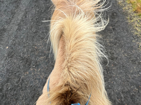 Ishestar Horse Riding Tours-雷克雅未克必去景点