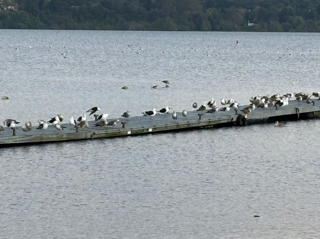 Costanera de Puerto Varas-巴拉斯港必去景点