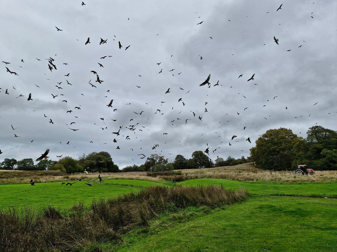 Gigrin Farm Red Kite Feeding Centre-Rhayader必去景点