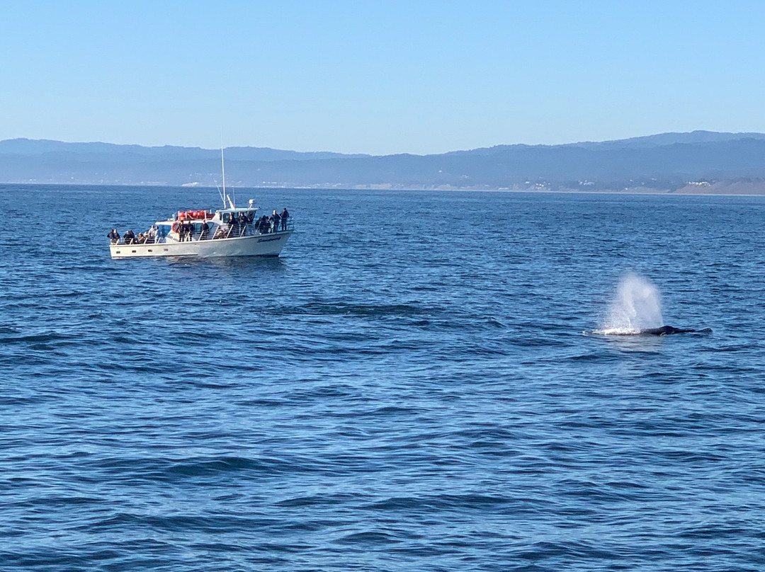 蒙特雷湾观鲸之旅-蒙特雷必去景点