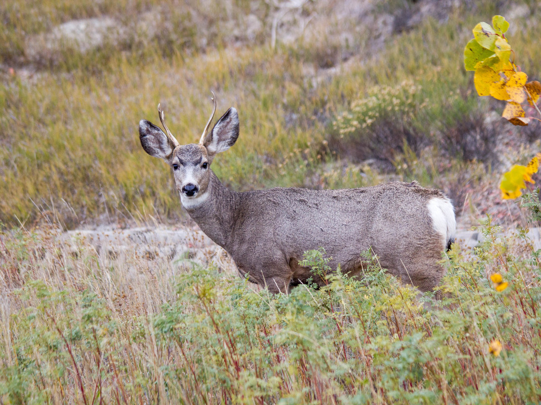 Theodore Roosevelt National Park-Medora必去景点