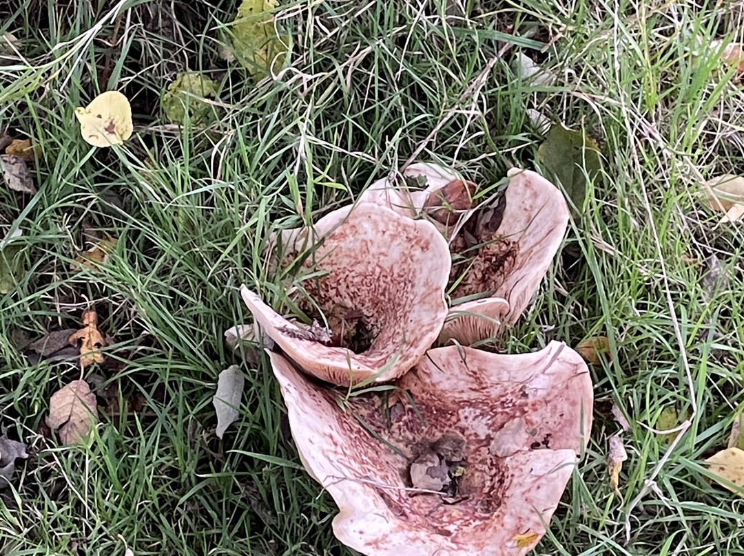 Knepp Wildland Safaris-霍舍姆必去景点