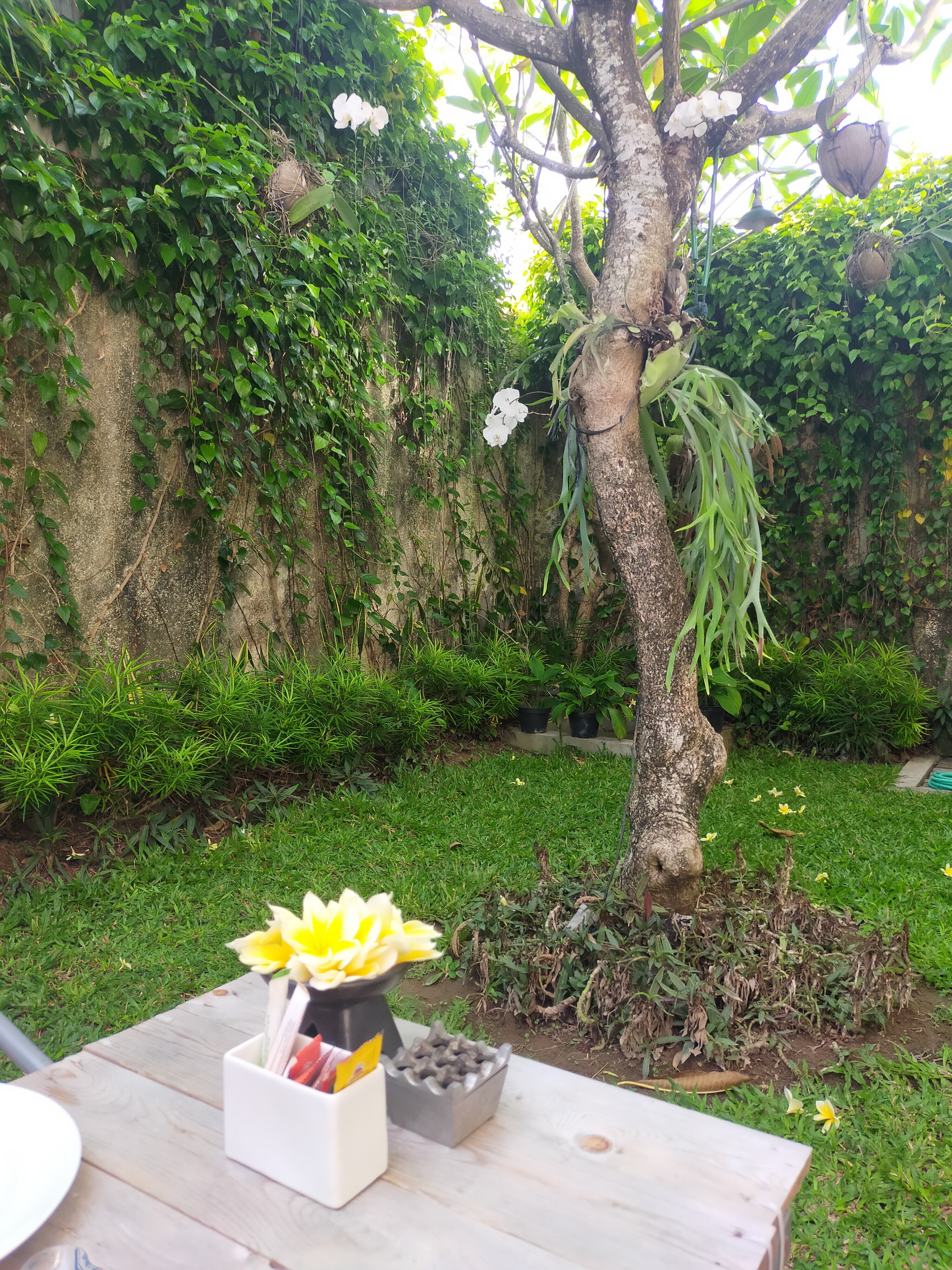 Sugiras Living-官方