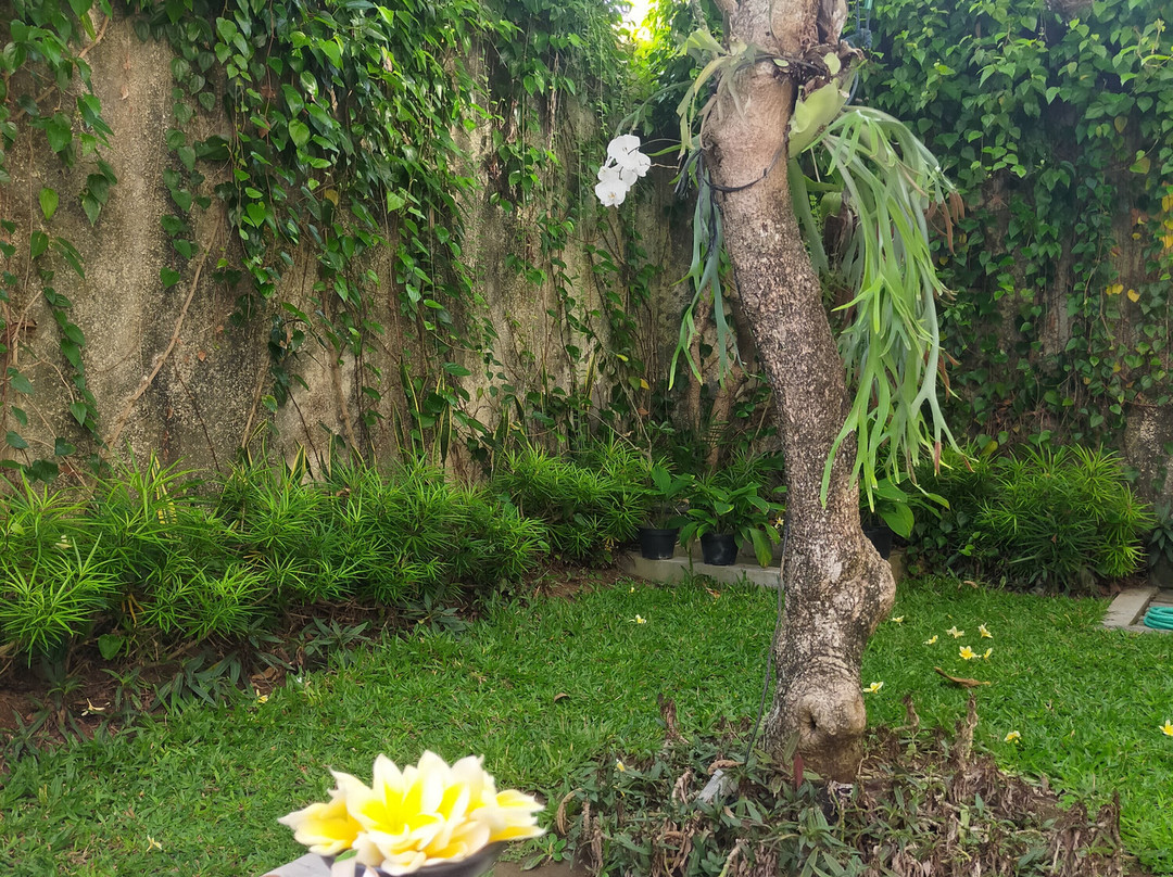 Sugiras Living主图