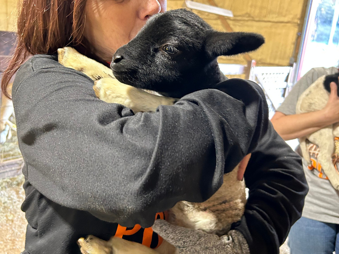 Cress Creeks Farm And Corn Maze-Ellijay必去景点