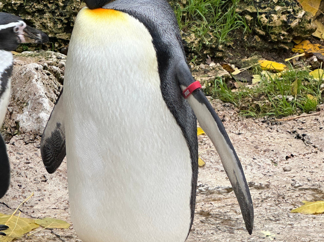 鸟园-水上伯顿必去景点