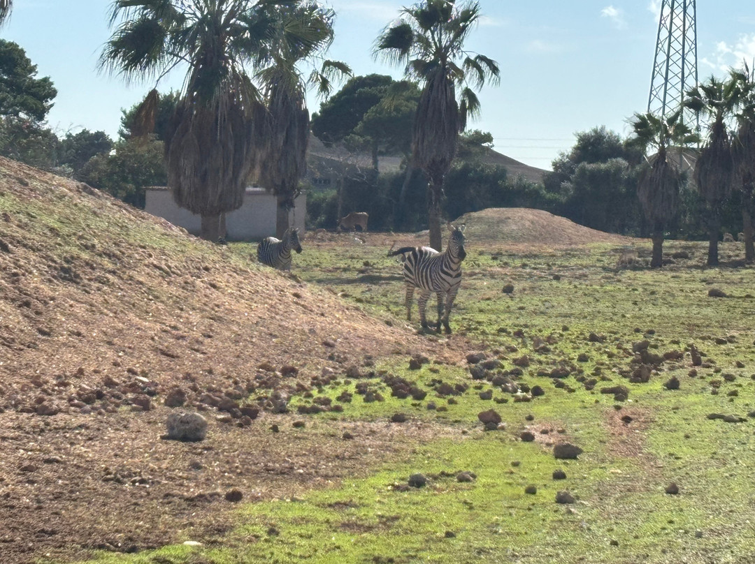 Safari Zoo Mallorca-萨可马必去景点