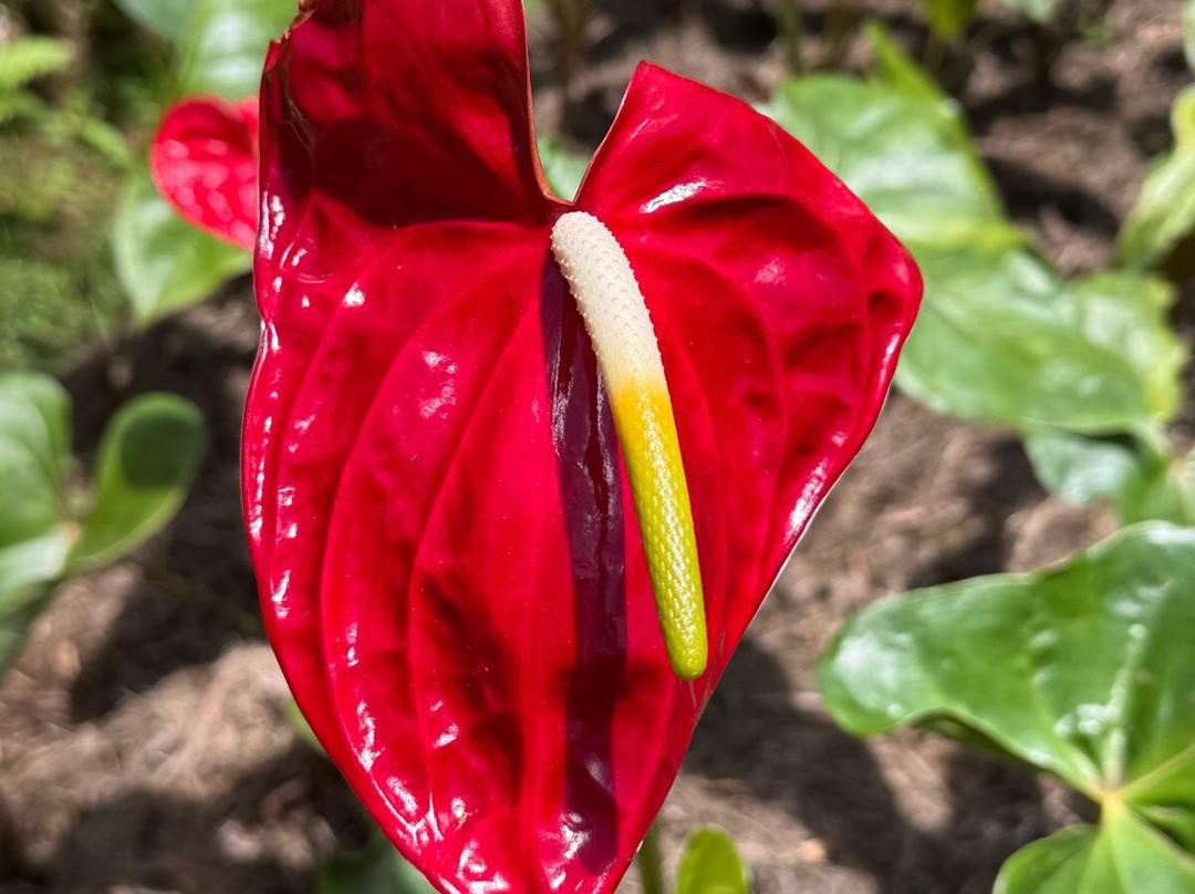 Rhumerie de Saint Aubin-Saint Aubin必去景点