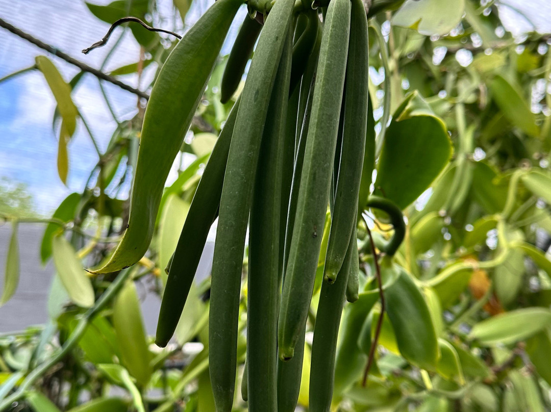 The Vanillerie-凯鲁瓦-柯纳必去景点