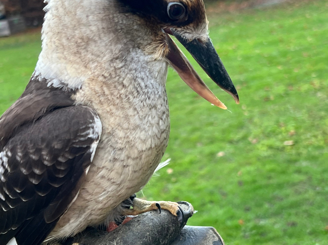 Leeds Castle Falconry Experiences-Leeds必去景点
