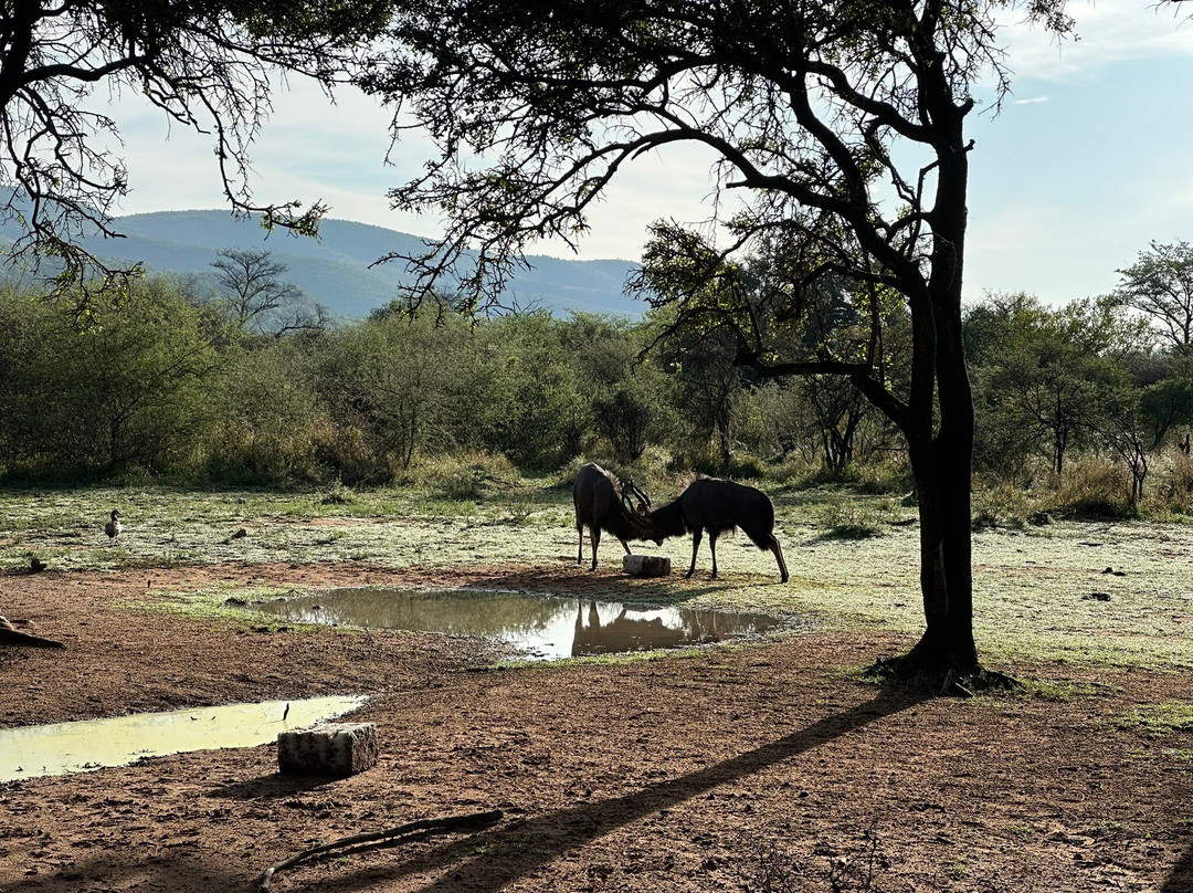 Mabalingwe Game Reserve