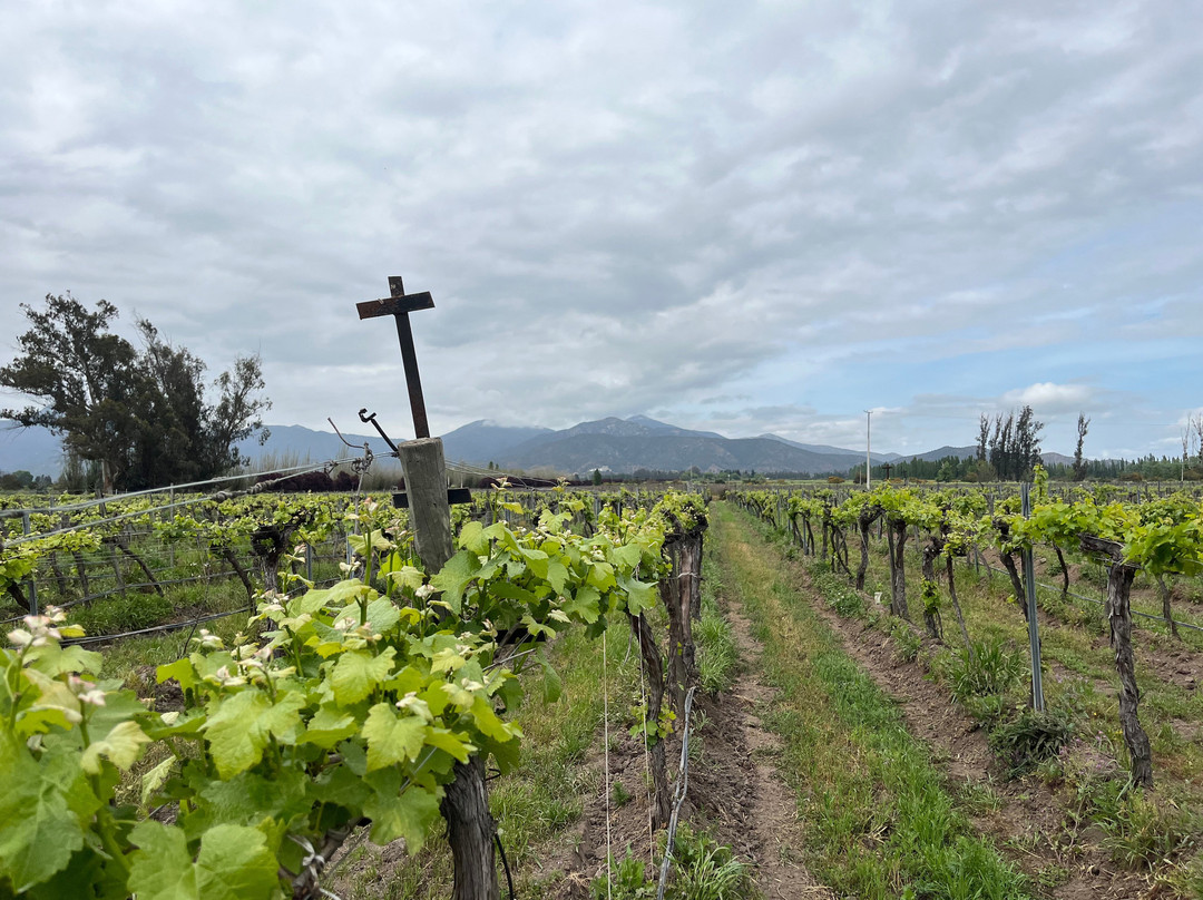 William Cole Vineyards-卡萨布兰卡必去景点