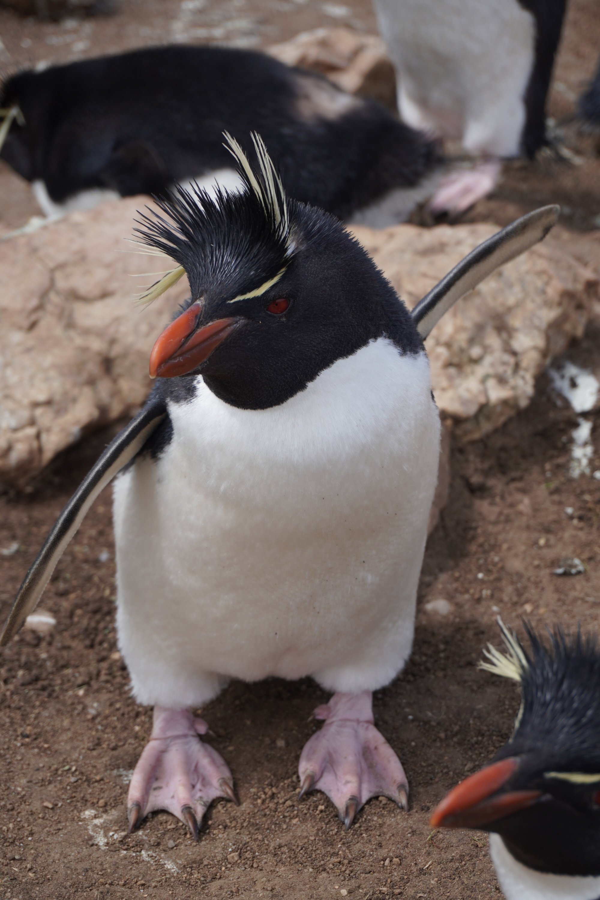 Pebble Island Lodge-官方