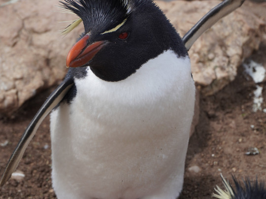 Pebble Island Lodge主图