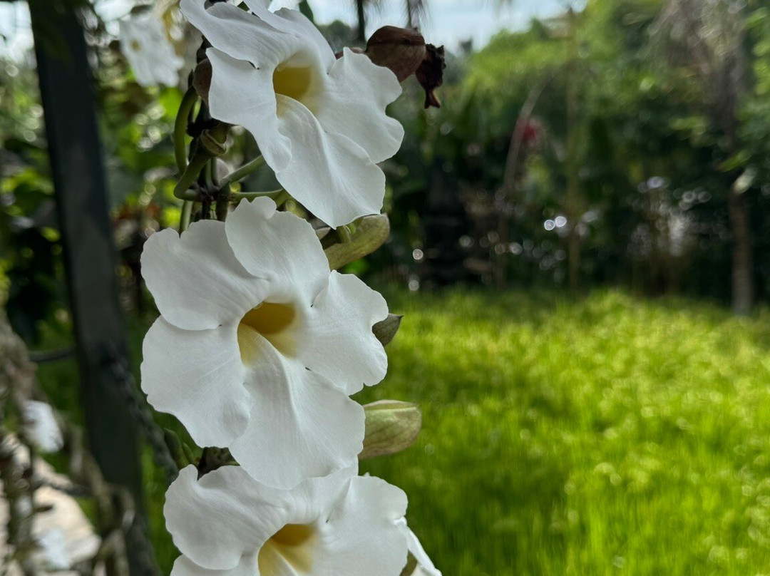 Pinggala Villa Ubud主图