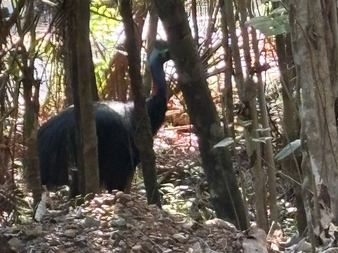 FNQ Nature Tours-凯恩斯必去景点