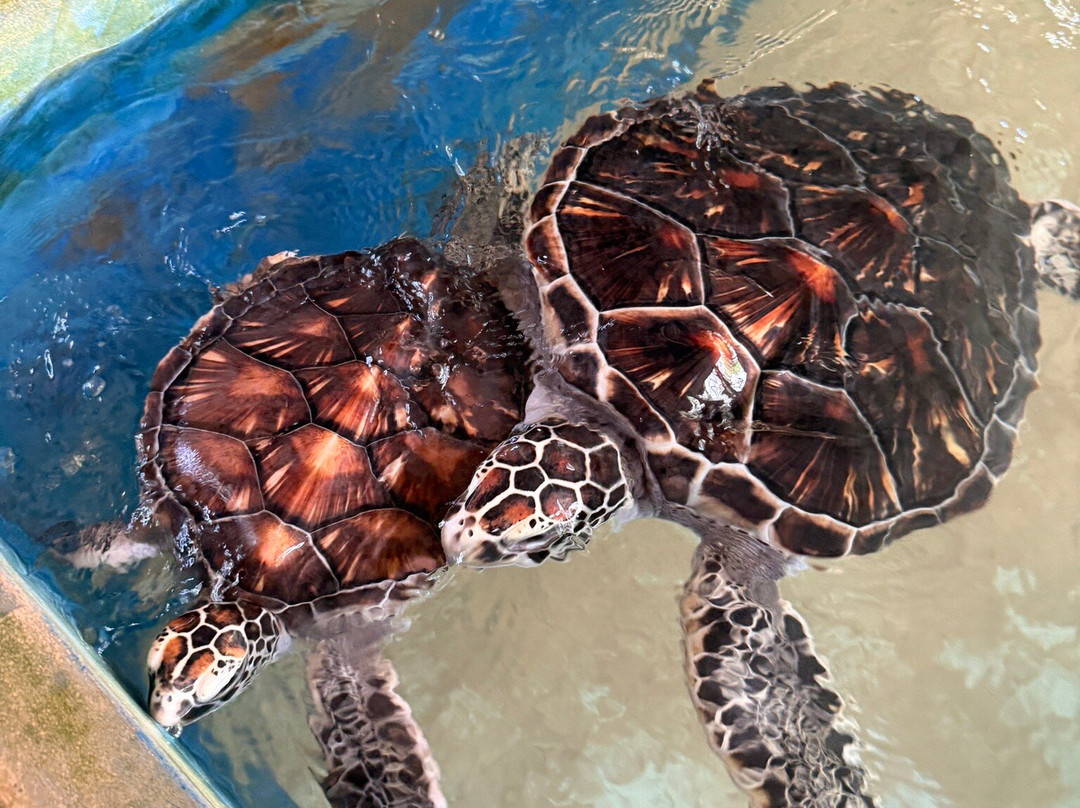 Galbokka Sea Turtle Hatchery-科斯戈德必去景点