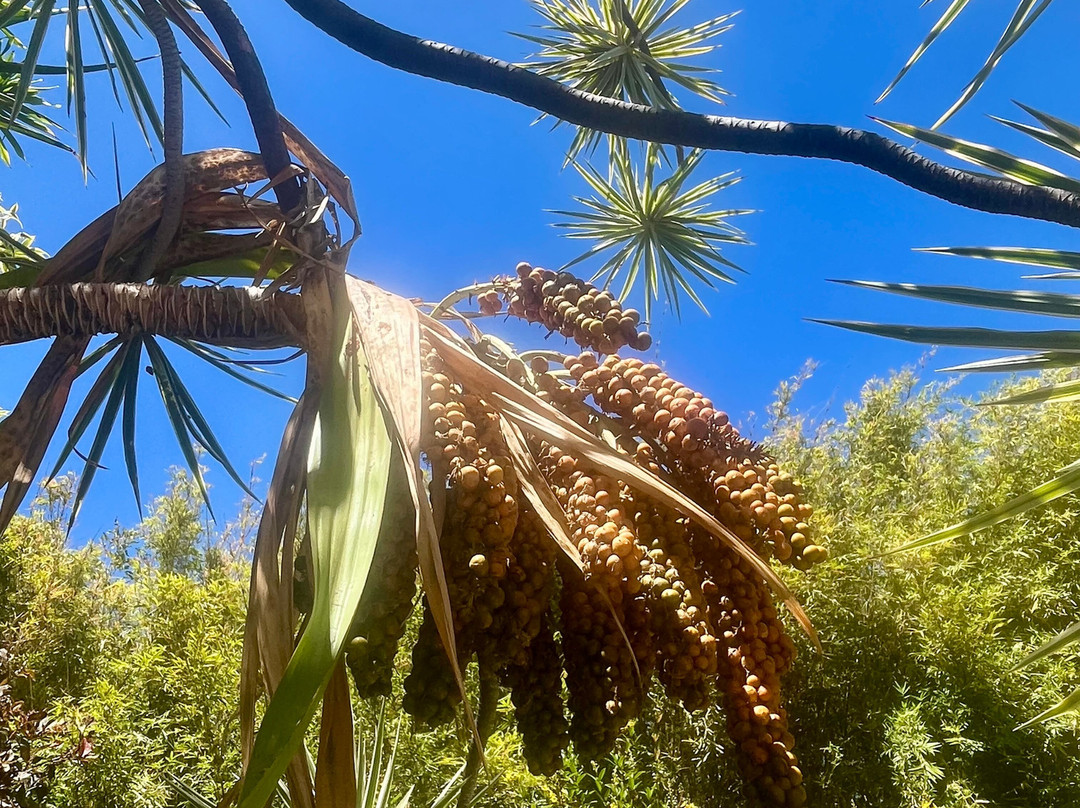 Domaine Du Cafe Grille-留尼旺圣皮耶必去景点