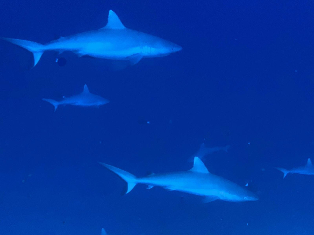 Fulidhoo Dive & Water Sports-Fulidhoo必去景点