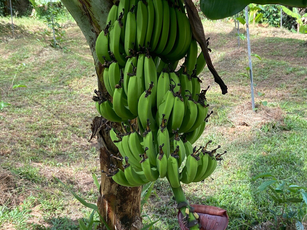 Vallée Des Fruits-大安塞区必去景点