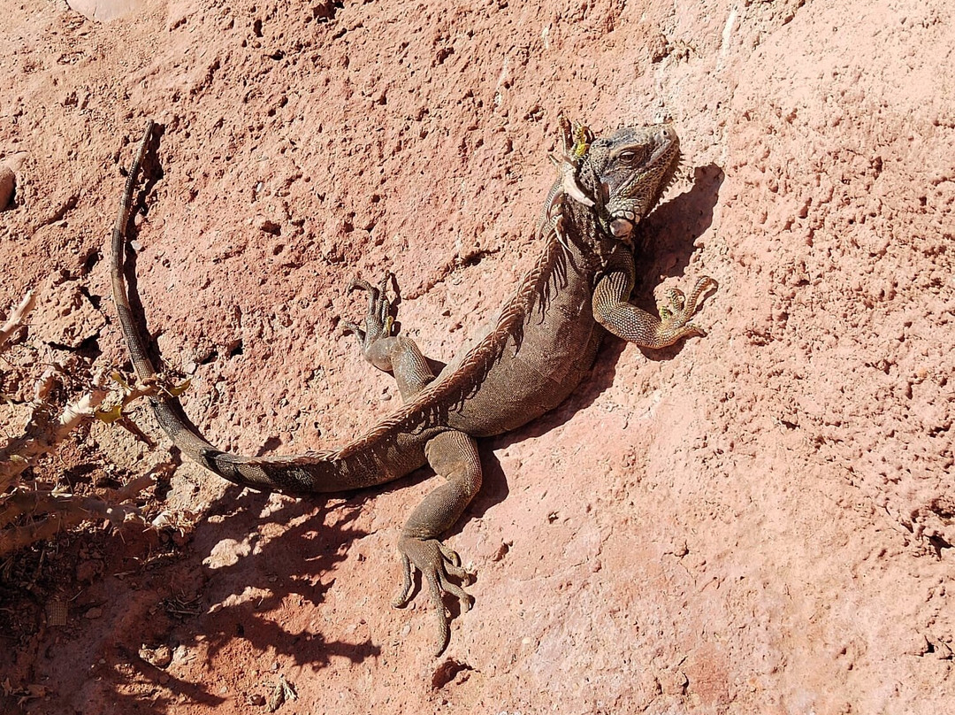 Crocoparc-阿加迪尔必去景点