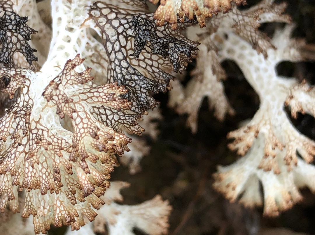 Paparoa Guided Walks-普纳凯基必去景点