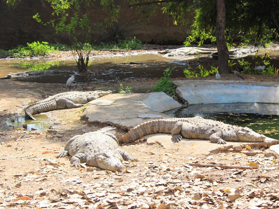 Gandhi Prani Udhyan-瓜廖尔必去景点