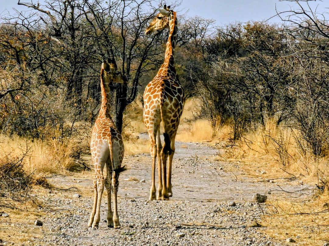 Etosha National Park-Okaukuejo必去景点