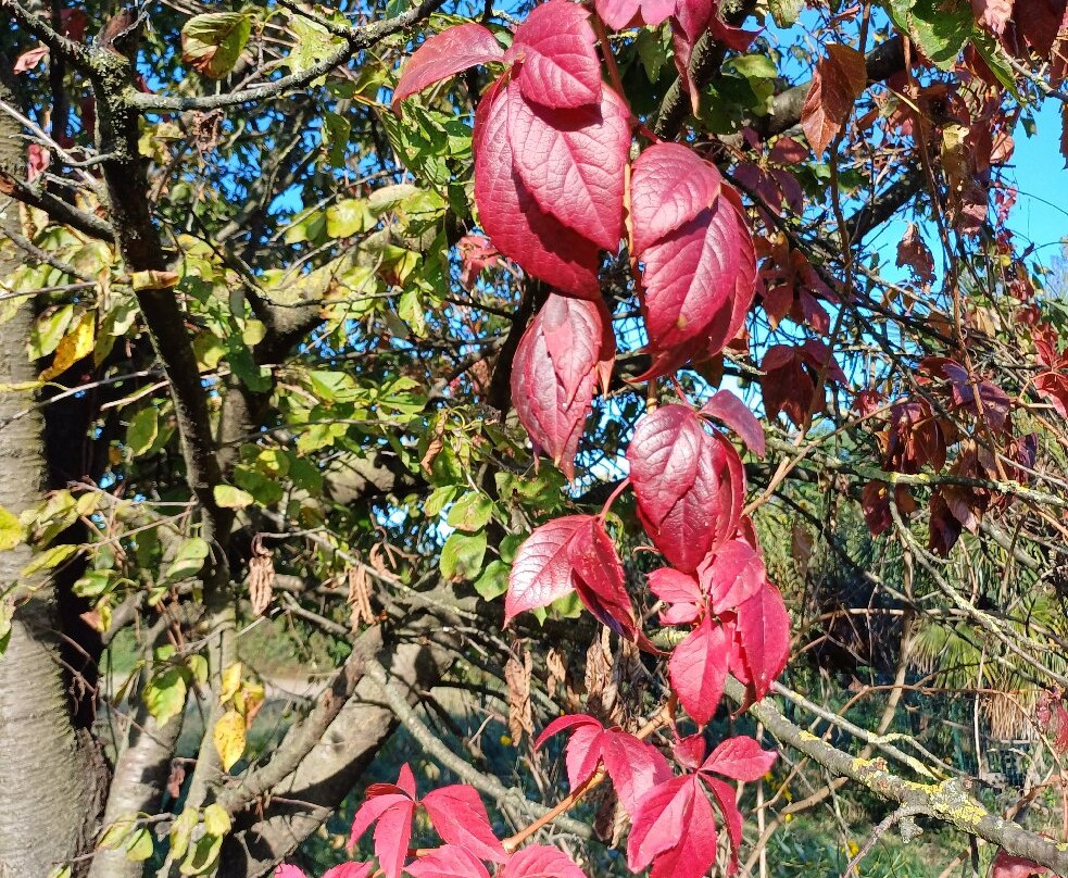 Parco Dei Tigli-切萨诺马代尔诺必去景点