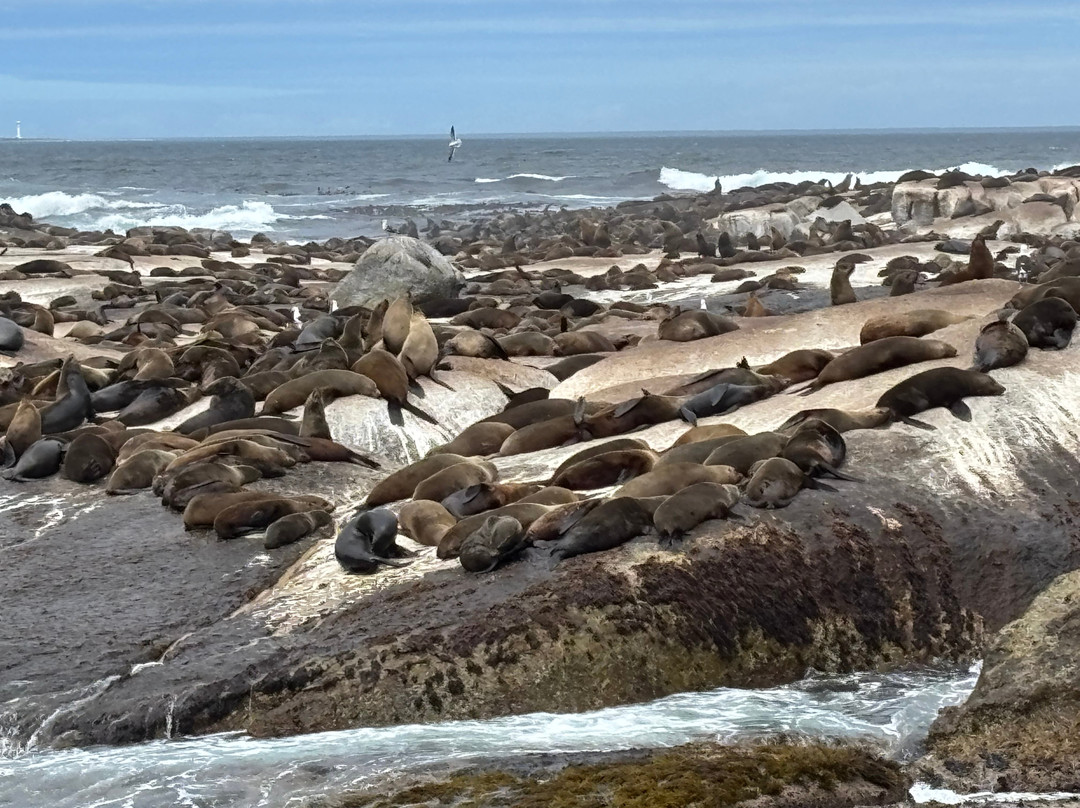 Duiker Island-木湾必去景点
