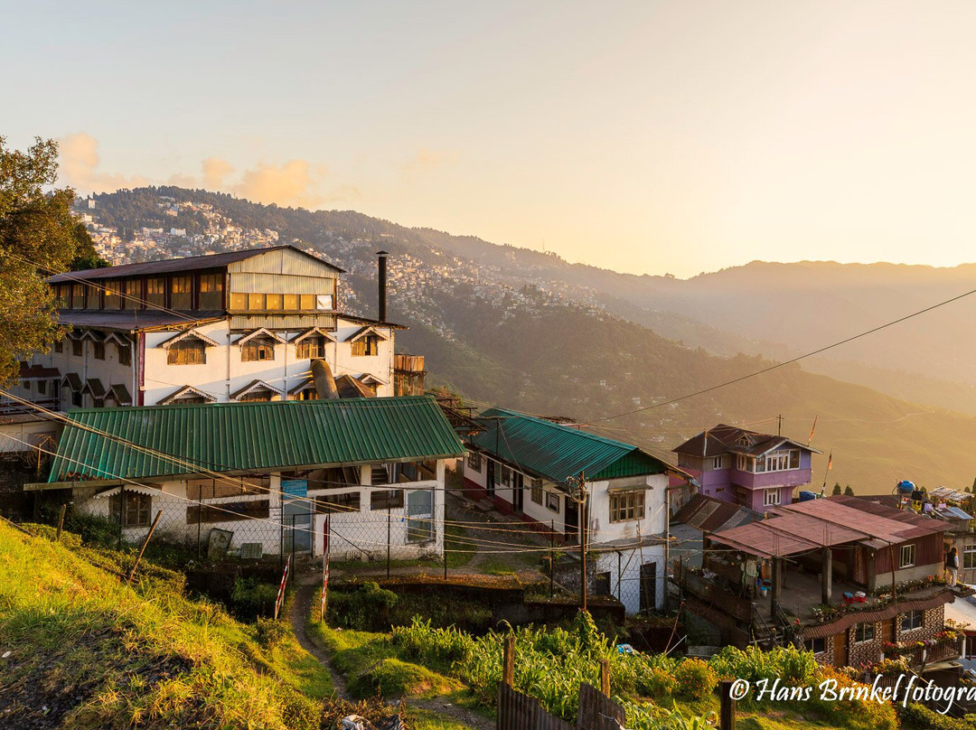 Tea Garden View-大吉岭必去景点