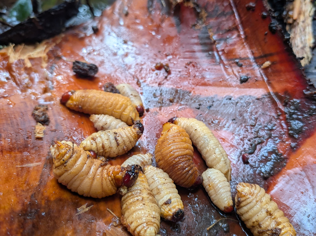 Parque Nacional del Yasuni - Fernando guia en la Amazonia-Coca必去景点