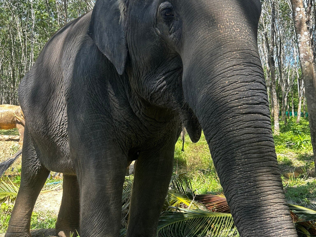 Lanta Island Safari Elephant Lover-Khlong Hin必去景点