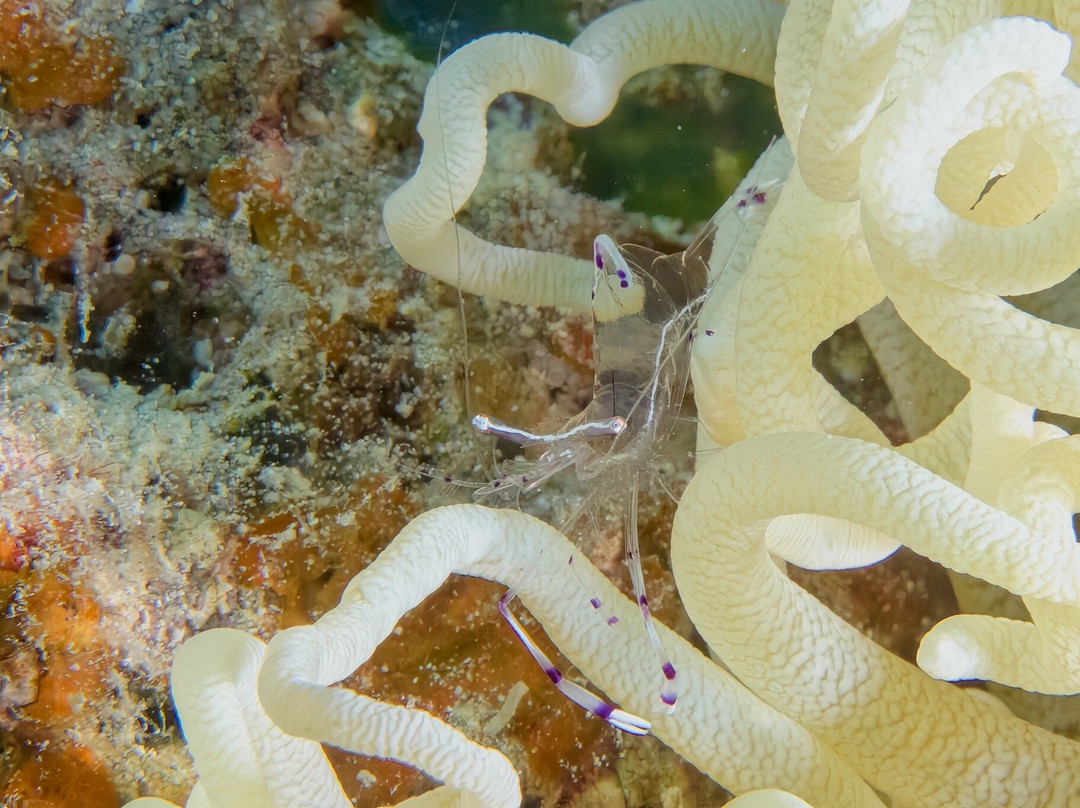 SUBEX Diving Center - Baron Palace-赫尔格达必去景点