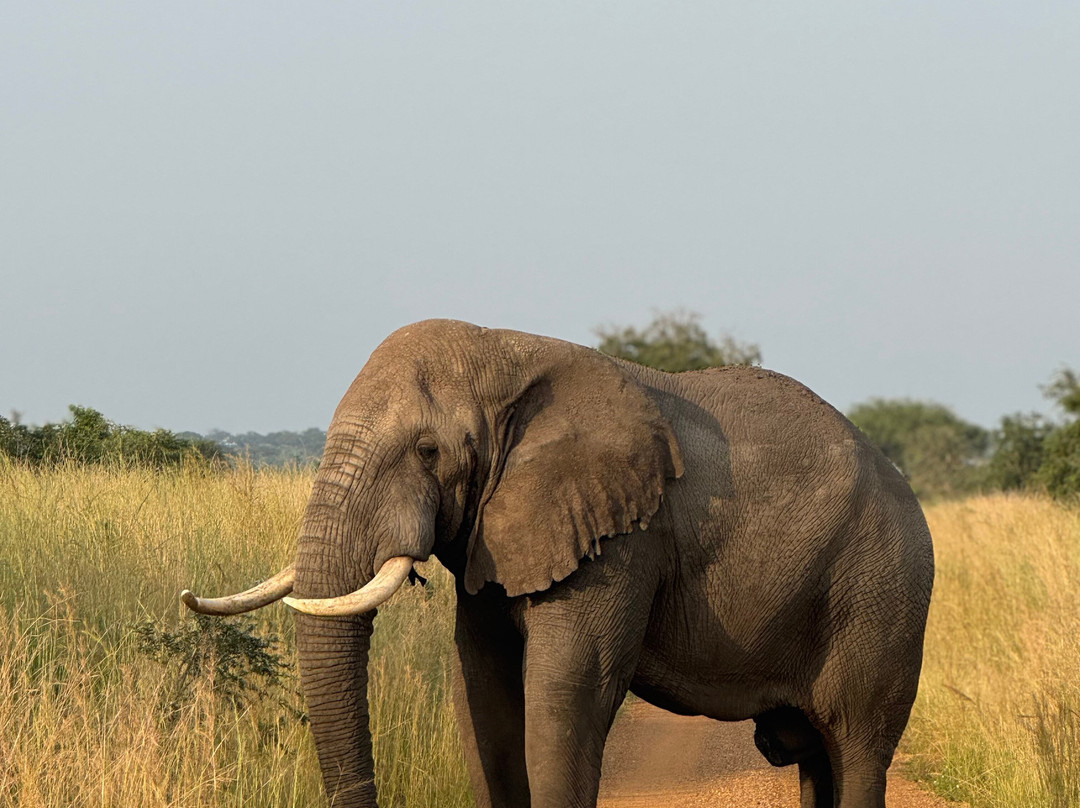 The Great Trekkers Safaris-恩德培必去景点
