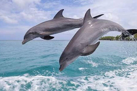 Zanzione Tour and Travel