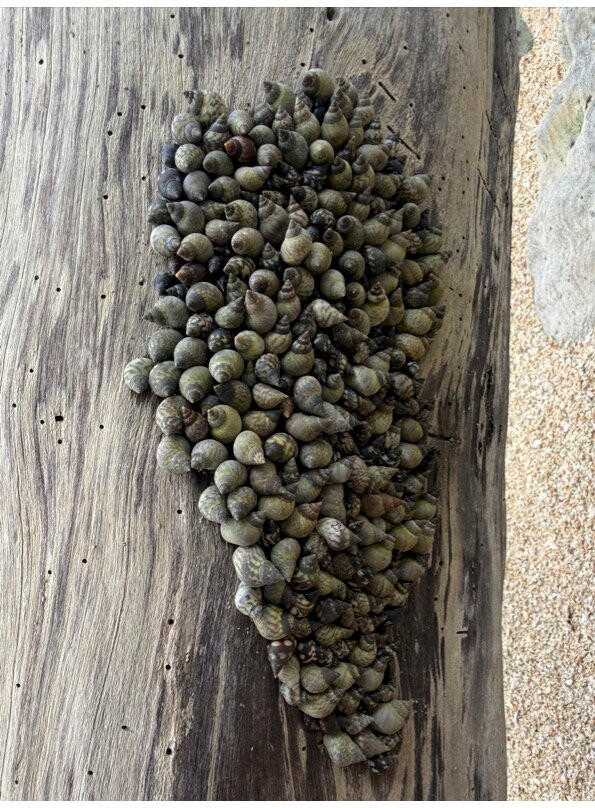 NomadicTribes | Andaman-Swaraj Dweep必去景点