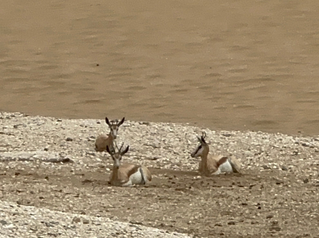 Kuiseb Delta Adventures-华维斯湾必去景点