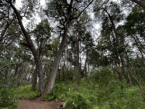 Sendero de los Arrayanes-圣卡洛斯-德巴里洛切必去景点