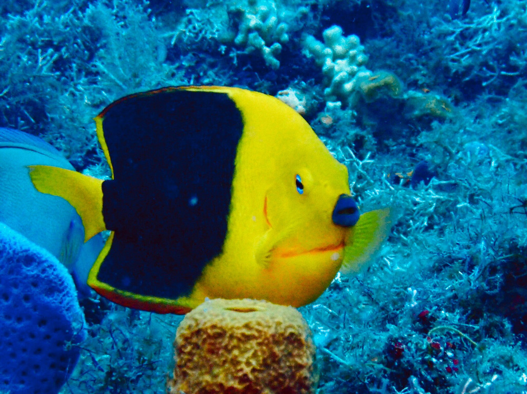 Nautica Plongee Caraibes-Pointe-Noire必去景点