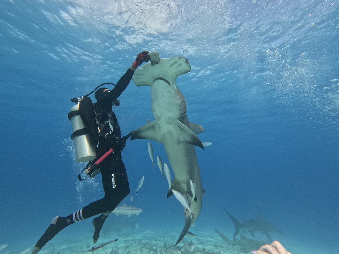 Neal Watson's Bimini Scuba Center-Alice Town必去景点