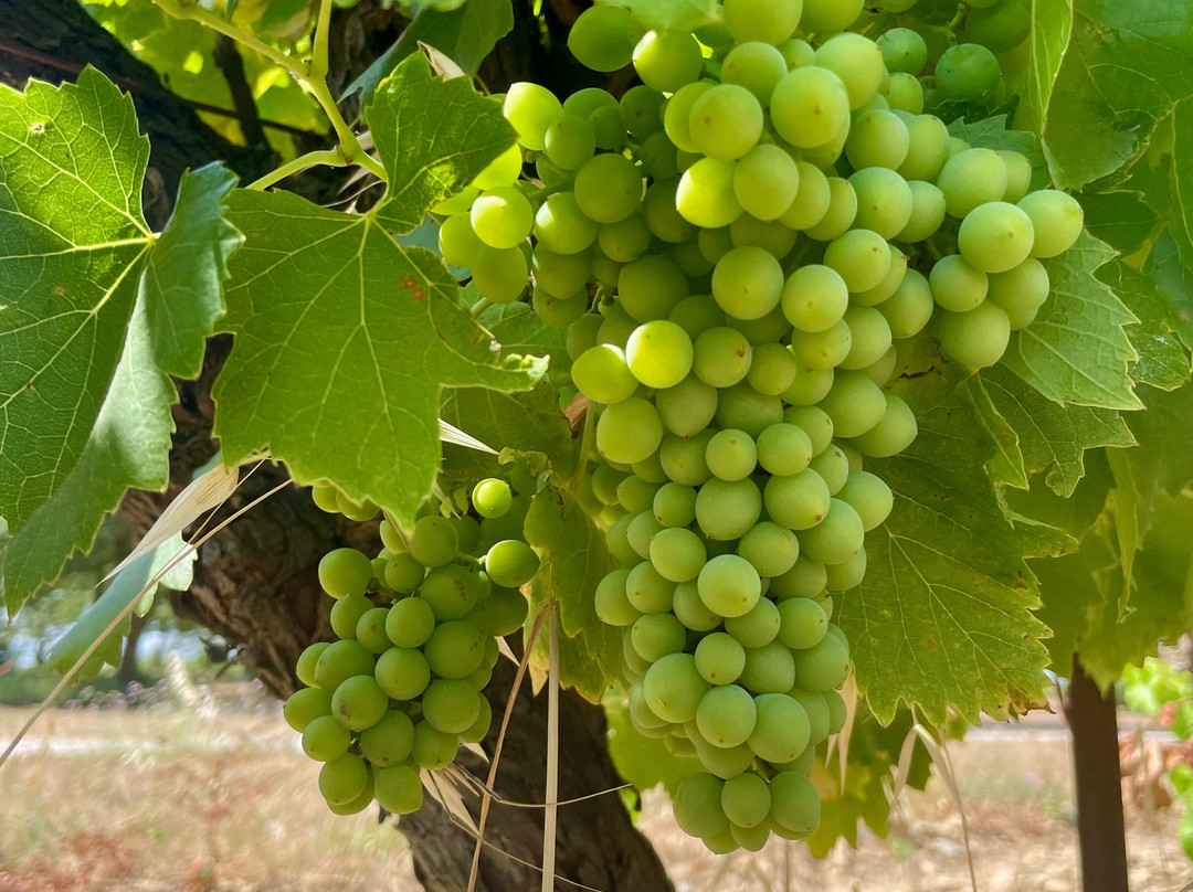 Domaine la Mijane-Villemoustaussou必去景点