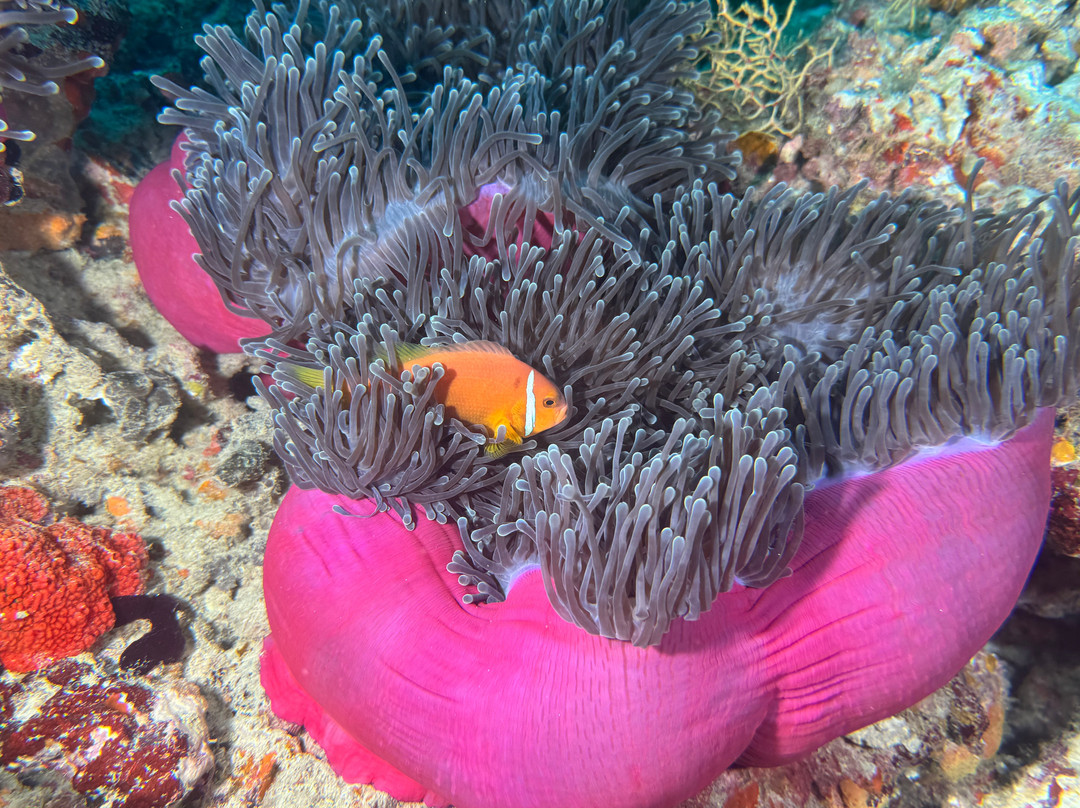 Dune Maldives-胡鲁马累必去景点
