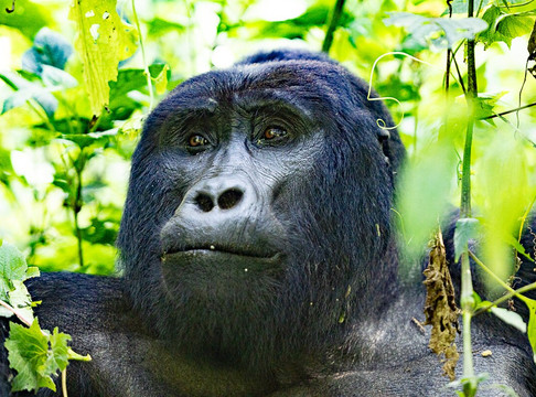 Lush Africa Safaris-坎帕拉必去景点